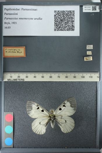 Media type: image;   Entomology 175482